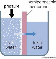 Solution or across a semipermeable membrane. Cell Membrane Flashcards Quizlet