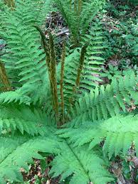 Image result for Osmundaceae