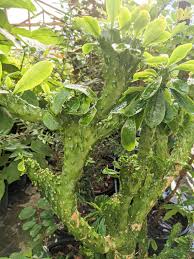 Image result for Euphorbia crebrifolia