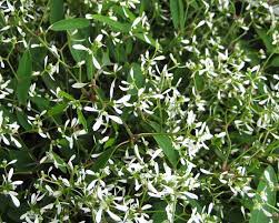 Euphorbia hypericifolia is a low growing clumping shrub with mid green, oval leaves and masses of white flowers. Euphorbia Hypericifolia Gardensonline