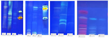 Image result for Hua gabonii