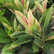 Maybe you would like to learn more about one of these? Miami Tropical Plants Tropical Plant Company In Miami