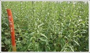 Image result for Sesamum