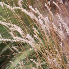 Image result for Elionurus muticus