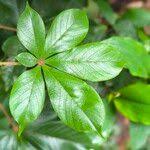 Image result for Vitex ferruginea