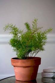 Maybe you would like to learn more about one of these? Gardening 101 Asparagus Ferns Gardenista
