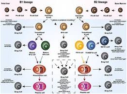 Players guide you in all aspects of playing lee sin from beginning to end game. Frontiers Regulatory B Cells And Its Role In Central Nervous System Inflammatory Demyelinating Diseases Immunology