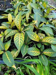 Image result for Sanchezia speciosa