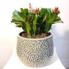 Succulents are very hardy, so they can go for a while without watering and can also withstand temperature swings. Christmas Cactus Blooming Plant In Victor Ny Hopper Hills Floral Gifts