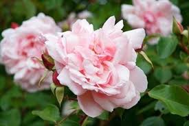 Scopri il dizionario dei fiori per comunicare il tuo messaggio senza usare le parole. Nomi Di Rose Rose Conoscere Il Nome Delle Rose