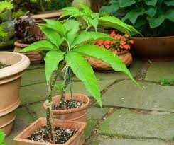 Image result for Sauromatum venosum