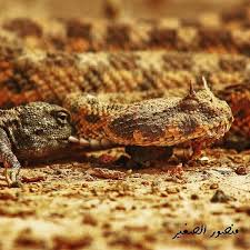 صراع البقاء أفعي أم جنيب و سحلية الوحر جبال الهاروج ليبيا Fighting For Life Cerastes Viper Snake Vs Laudakia Lizar Instagram Posts Instagram Lizard