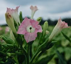 Flowering tobacco (nicotiana alata) is a beautiful ornamental plant that can add color and fragrance to the garden. Vintage Landscape Tobacco Flower Enclos Ure