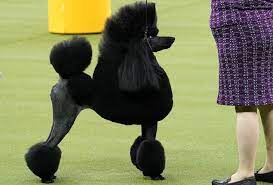 It's not the first time a westminster dog show winner of best in show has been met with outrage. Westminster Best In Show Winners 2008 To 2020 American Kennel Club