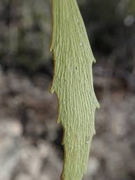 Image result for Elaeodendron fruticosum