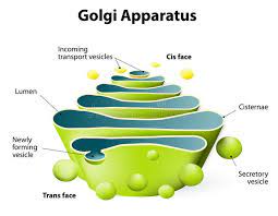 Golgi Apparatus Or Golgi Body Golgi Apparatus Golgi Complex Plays An Important Sponsored Ad Things Under A Microscope Biology Projects General Biology