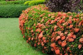 Image result for Ixora sp. A