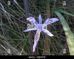 Image result for Moraea elliotii
