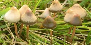 What Magic Mushrooms Grow In The Uk Trufflemagic Fresh