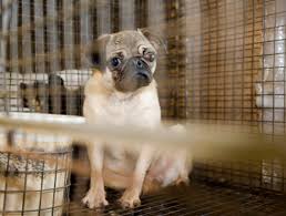 Download our petland app today for information on your local petland's available pets and pet supplies. More States Including New York Move To End Pet Store Puppy Sales A Humane World