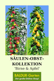 Im webshop erhalten sie beispielsweise obstbäume, stauden, rosen, ziergehölze. Saulen Obst Kollektion Birne Apfel In 2020 Obst Birne Pflanzen