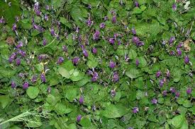 Image result for Brillantaisia pubescens