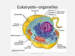 The third and fourth diagrams are animal cell diagram worksheets. Cell Structure Function Professor Andrea Garrison Biology 11 Illustrations C 2010 Pearson Education Inc Ppt Download