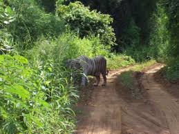 Sanjay Gandhi National Park, Mumbai ...