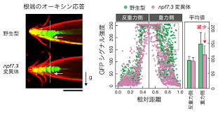 根が重力方向に曲がる新たな仕組みを解明 理化学研究所