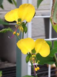 Image result for Aneilema