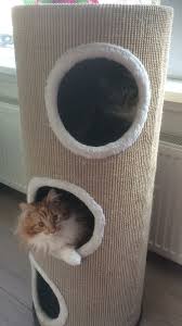 Epingle Sur Chat