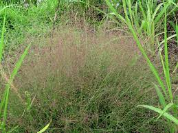 Maybe you would like to learn more about one of these? Eragrostis Spectabilis Purple Lovegrass Purple Love Grass Tumble Grass North Carolina Extension Gardener Plant Toolbox