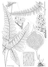 Image result for Antrophyum mannianum