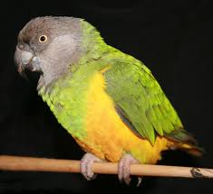 In captivity, they need a balanced diet which is best compared to that of the african grey. African Parrots Exotic Bird Paradise Pet Bird Supplies Birdparadise Biz
