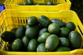 Les bienfaits de l'avocat ! Michel Cymes Se Fait L Avocat De L Avocat