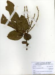 Image result for Eriocoelum