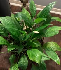Signs that your plant has outgrown its container include crowded plant stalks, crowded roots that are visible at the surface of the potting soil, yellowing leaves, and the plant needing to be watered more frequently. My 15 Year Old Peace Lily From My Grandpa S Funeral I Recently Repotted It And It Is So Very Happy Houseplants