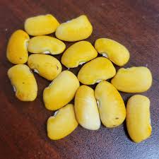 Image result for Phaseolus lunatus