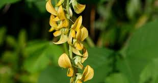 Image result for Crotalaria pallida