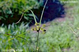 Image result for Cyperus obtusiflorus