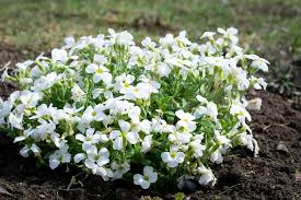Maybe you would like to learn more about one of these? Cushion Flower White Garden Free Photo On Pixabay