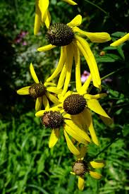 Image result for Cineraria pinnata