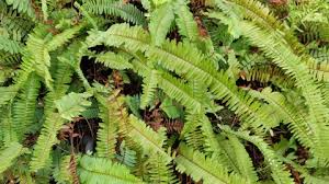 Image result for Microsorum scandens