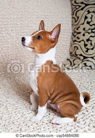 The domestic dog (canis familiaris or canis lupus familiaris) is a domesticated form of wolf. Basenji Dog Puppy Online