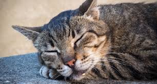 Signs include difficulty breathing, coughing, loss of appetite, lethargy and, in the case. Why Cats Drool Reasons Solutions And Emergency Symptoms