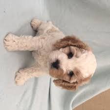 Blenheim Cavoodle Little Pets Cute Animals Puppy Breeds
