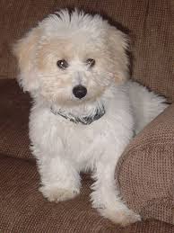Maltichon (bichon frise x maltese) the alert expression, gentle nature and cute appearance of the maltichon makes it an adorable cross indeed. Bichon Frise And Poodle Mix Shefalitayal