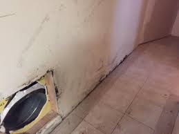 Basement with stairs leading to the house. Basement Finishing Albany Ny Basement Rip Out Exposes Killer Black Mold In Unseen Locations Black Mold Finds Its Way Back Behind Baseboard Trim