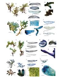 Voir plus d'idées sur le thème colombie, la colombie ses remparts et ses forts en très bon état sont l'un des meilleurs témoignages d'architecture espagnole datant de l'ère colonial. A Taxonomic Revision Of Aneuraceae Marchantiophyta From Eastern Africa With An Interactive Identification Key