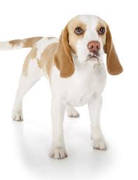 Beagle puppies training,beagle puppies names,beagle puppies tips,beagle puppies hands,beagle puppies lemon,beagle puppies funny,beagle puppies for sale,beagle puppies lemon and white cute cartoon beagle dog head white cotton face mask bluetick puppy, beagle costume, shih tzu. Lemon Beagle Facts Information About Lemon And White Beagles